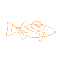 Animals Freshwater Fish Striped Bass Black And White Svg Vector, Free Vectors File